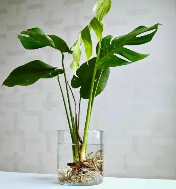 Monstera
