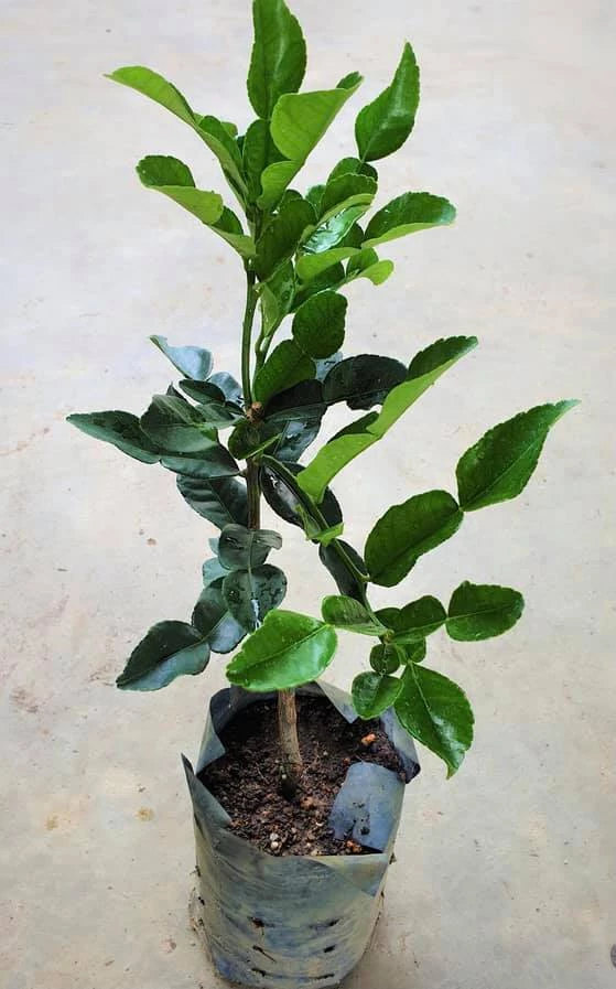 Limau Purut