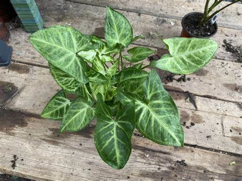 Syngonium Randy